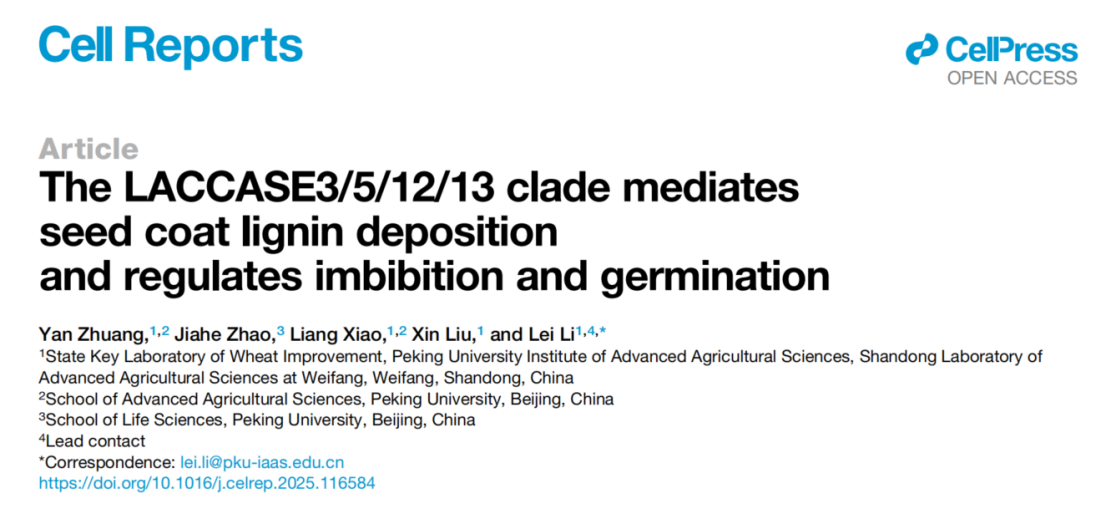 研究成果The LACCASE3/5/12/13 clade mediates seed coat lignin deposition and regulates imbibition and germination