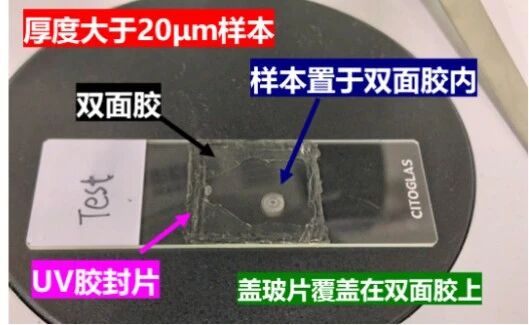 相干拉曼植物成像样本制备