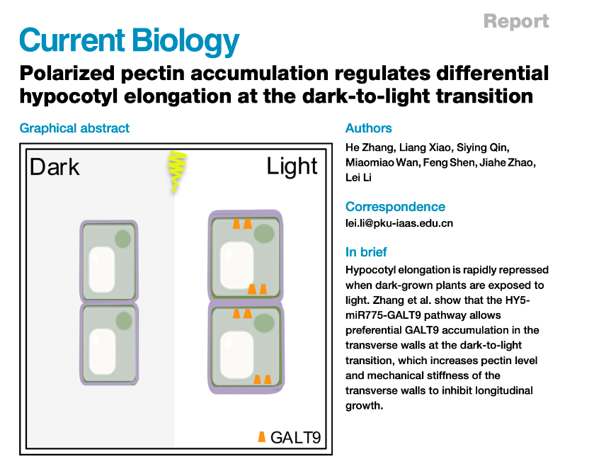 Polarized pectin accumulation regulates differential hypocotyl elongation at the dark-to-light transition