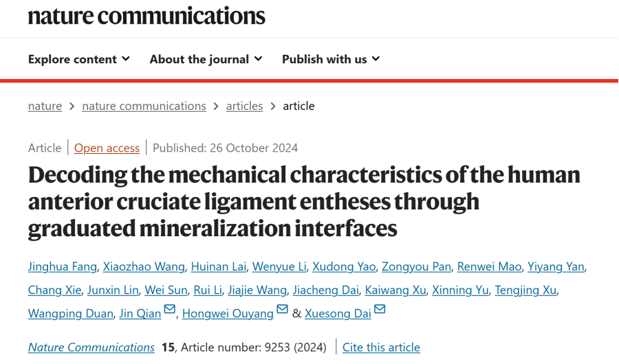 Decoding the Mechanical Characteristics of the Human Anterior Cruciate Ligament Entheses through Graduated Mineralization Interfaces