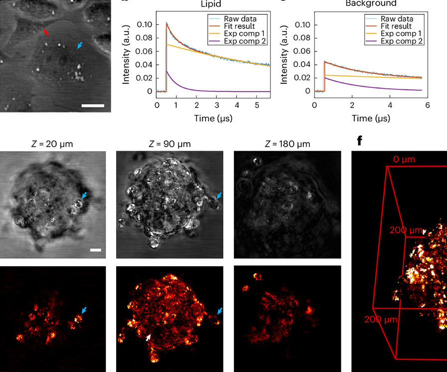 Nature Photonics：程继新团队发明高分辨深穿透短波红外光热显微镜